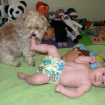 stuffed animals are alive