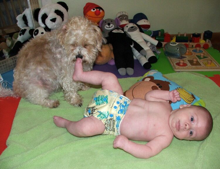 stuffed animals are alive